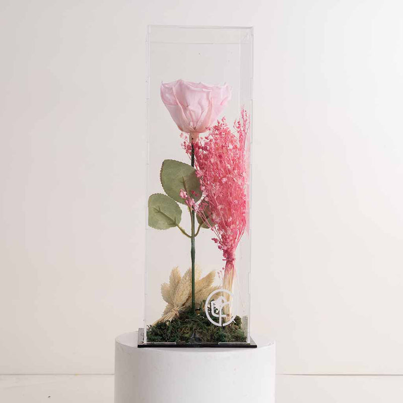 Signature Eternity pink Rose
