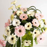Blush Gerbera Cascade