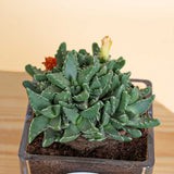 Star of Nature Vase