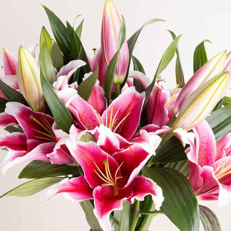 Velvet Lily Vase