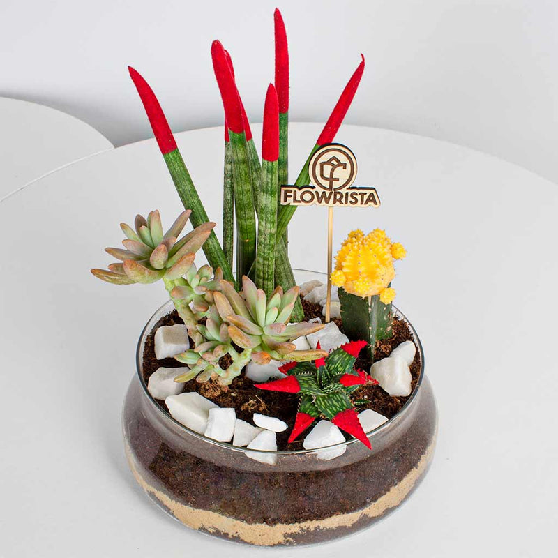 Snake Plant, African Spear & Moon Cactus Set