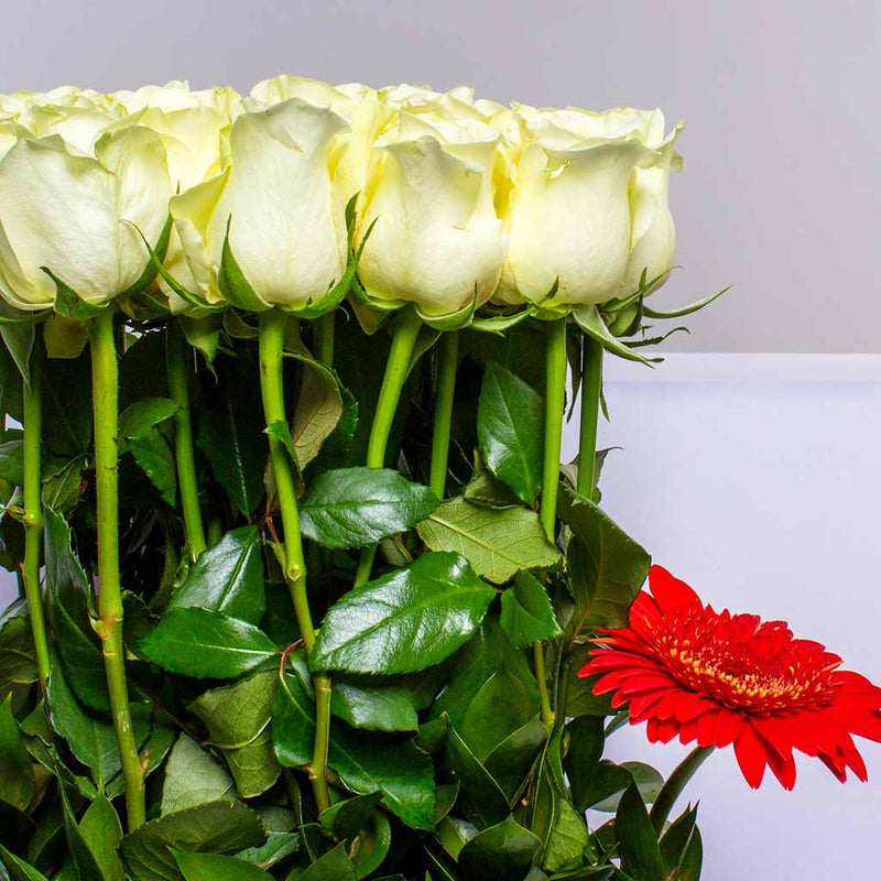 Flowrista | White Roses Vase – 15 Stems
