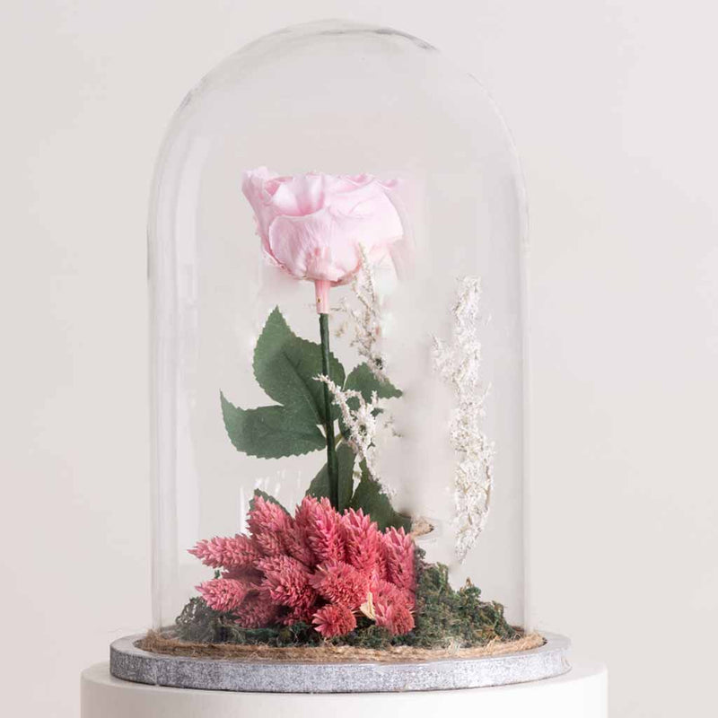 Pink Eternity Rose