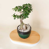 Natural Touches Vase