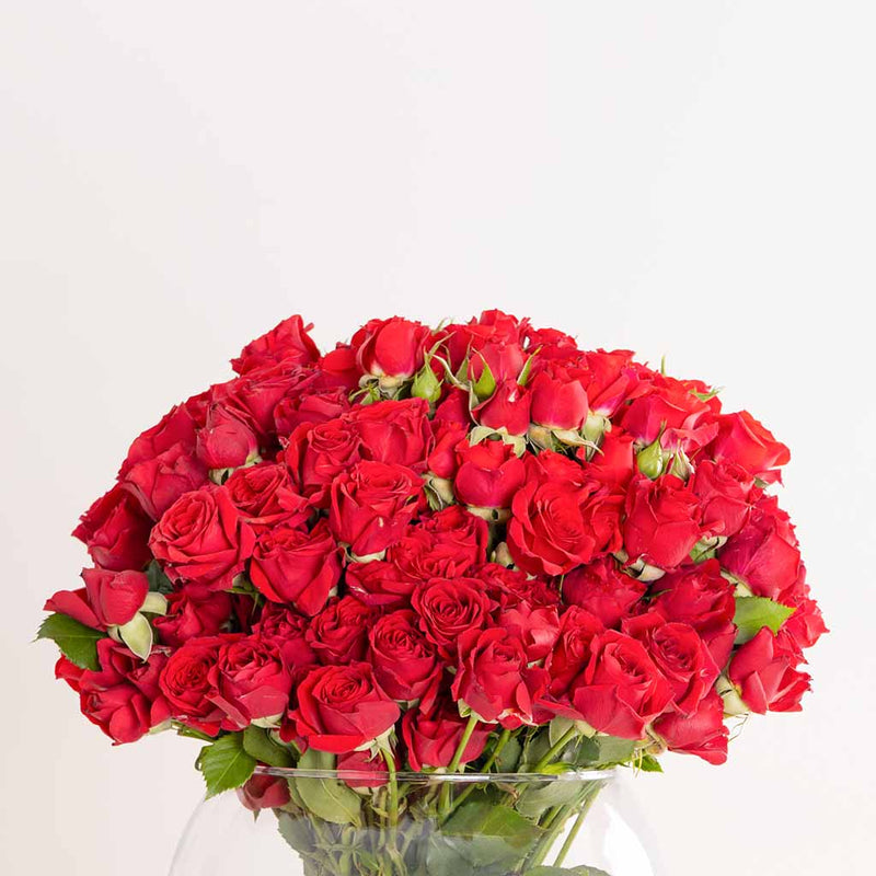 Red Baby Roses Vase - 30 Stems