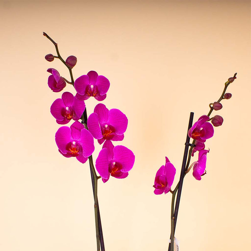 Flowrista | Deep Purple Phalaenopsis Orchid Plant