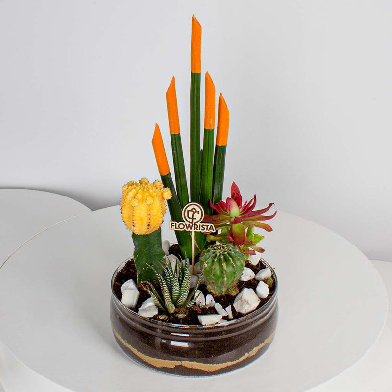 Cylindrical Snake Plant & Yellow Moon Cactus Vase Ii