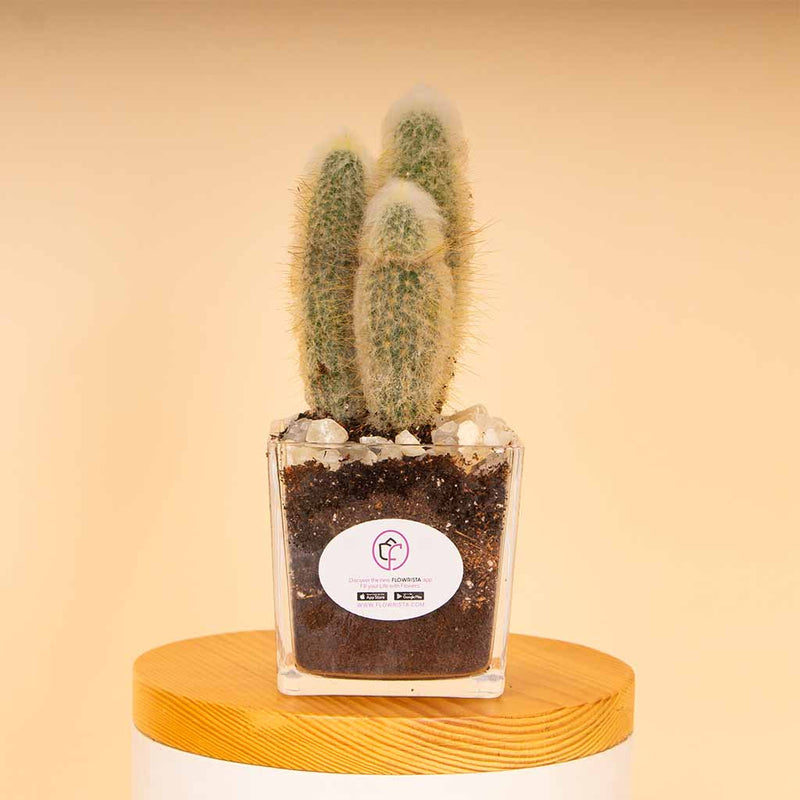 Cactus Vase - White