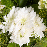 Whisper of White – Gerbera & Caranthantum Vase
