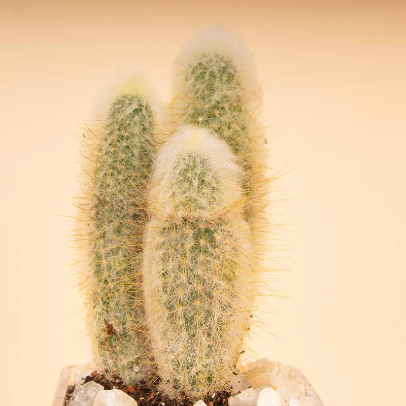 Cactus Vase - White