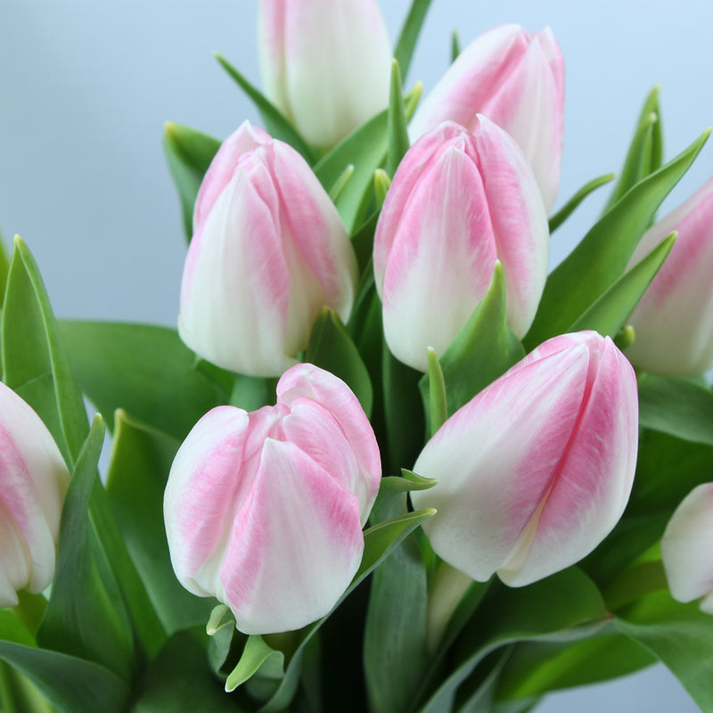 Flowrista | Pink & Purple Tulip Vase