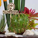 Cylindrical Snake Plant & Yellow Moon Cactus Vase Ii