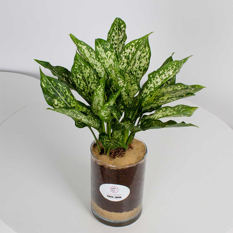 Aglaonema Plants Vase