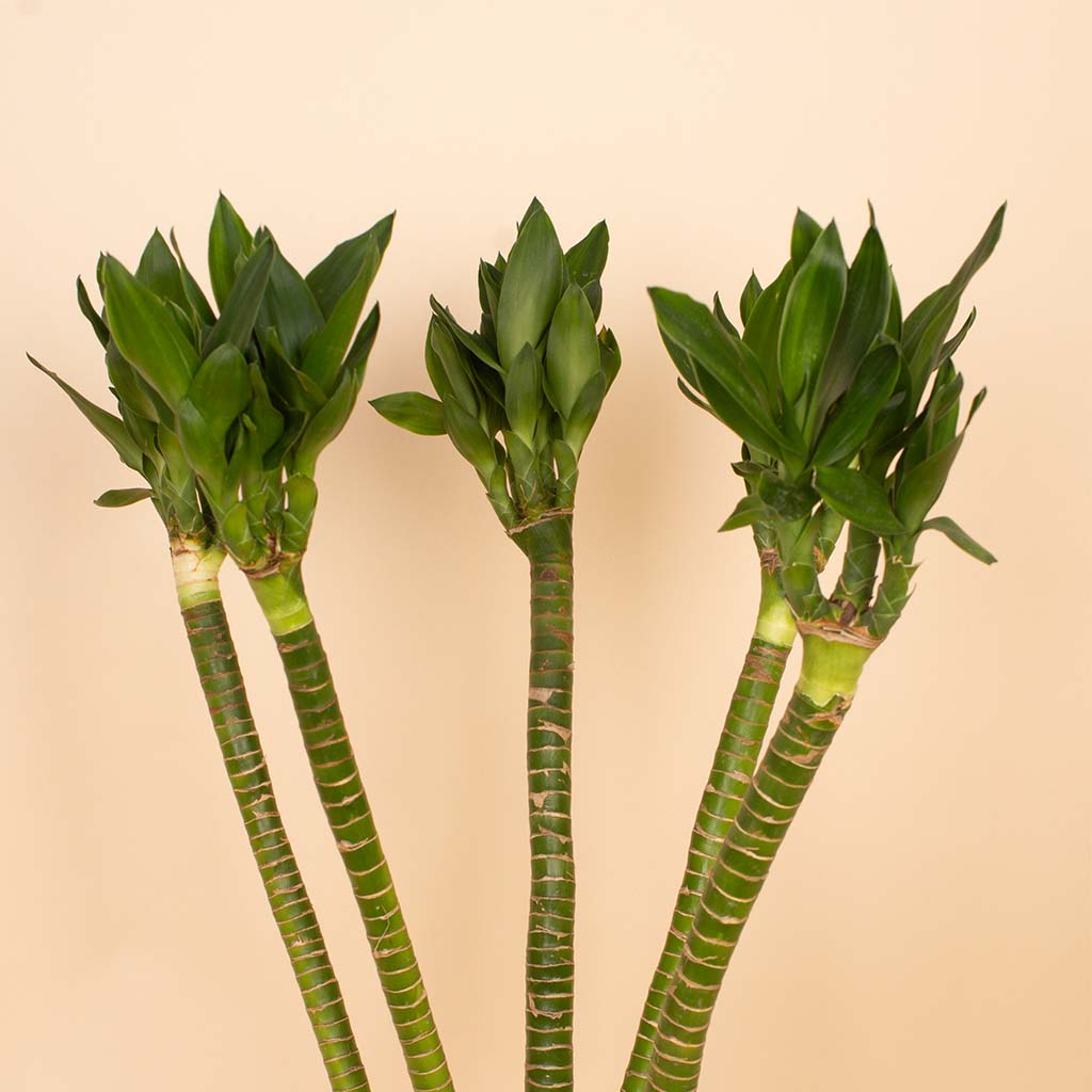 Lotus Bamboo Vase