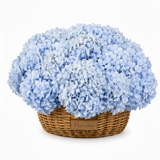 Flowrista blue hydrangeas overflowing woven basket on white background