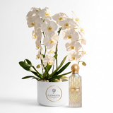 Cullinan Diamond Iris 150 ml perfume beside a two-stem white orchid plant in a Flowrista pot
