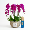 Brazilian Tobacco 100 ml blue and gold perfume beside a dark pink orchid plant in a Flowrista pot