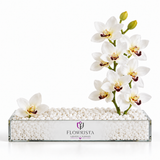 Flowrista white cymbidium orchid arrangement in a rectangular acrylic tray with white pebbles