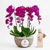 Riviera Sunset perfume beside a four-stem purple orchid plant in a textured Flowrista planter