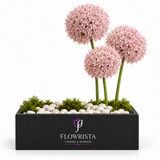 Flowrista pink allium arrangement in a black rectangular planter with green moss and white pebbles