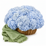 Mango sage green cotton scarf with Flowrista blue hydrangeas basket luxury gift set