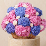 Mixed Hydrangea Basket - No Ribbon